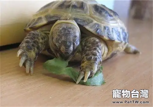 四爪陸龜的飼養要點(1圖)-寵物台灣