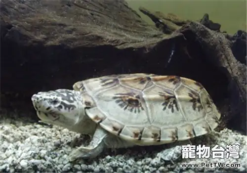 三弦巨型鷹嘴泥龜的品種簡介