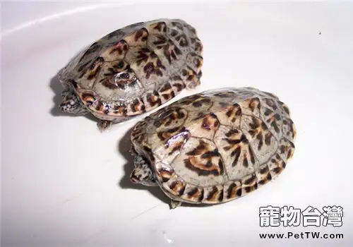 三弦巨型鷹嘴泥龜的外觀特徵