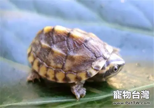 三弦巨型鷹嘴泥龜的護理知識(1圖)-寵物台灣