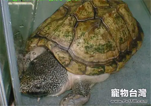 三弦巨型鷹嘴泥龜的生活環境(1圖)-寵物台灣