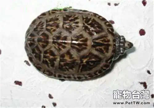 三弦巨型鷹嘴泥龜的飼養要點