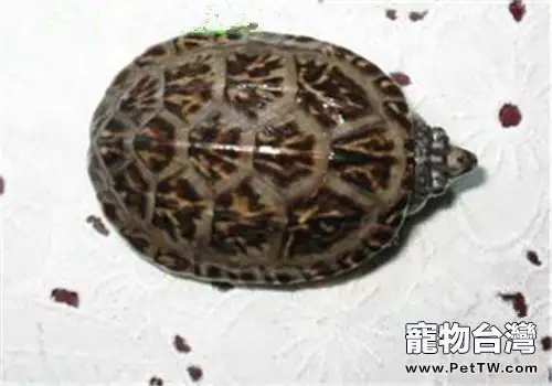 三弦巨型鷹嘴泥龜的飼養要點(1圖)-寵物台灣