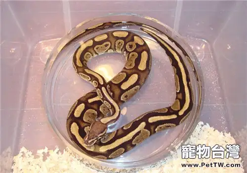 球蟒的品種簡介(1圖)-寵物台灣