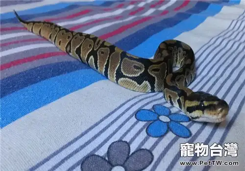 球蟒的形態特徵(1圖)-寵物台灣