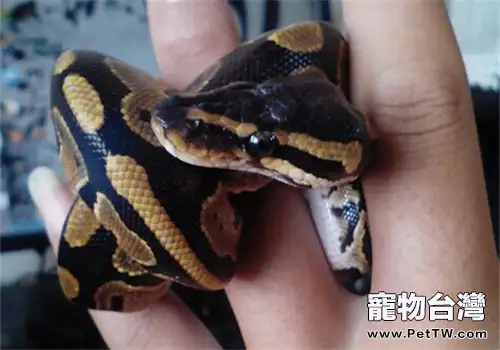 球蟒的生活環境(1圖)-寵物台灣