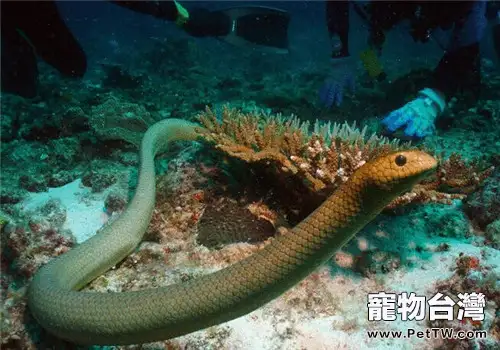 青環海蛇的形態特徵