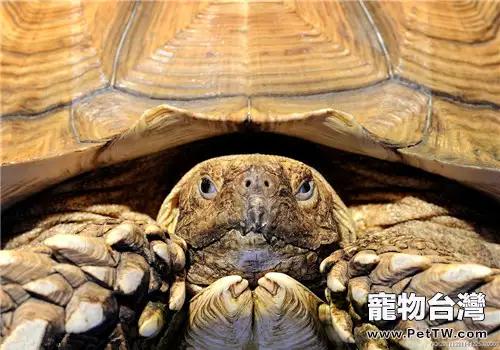 蘇卡達象龜的飼養要點