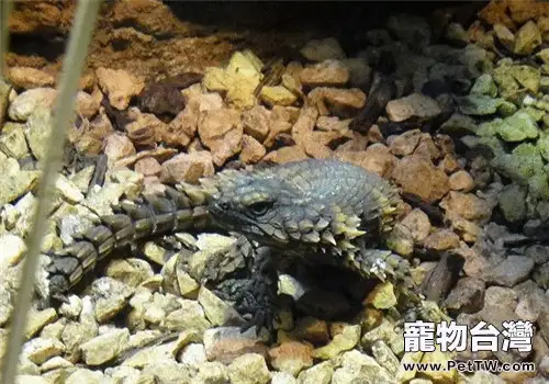 犰狳蜥的品種簡介(1圖)-寵物台灣
