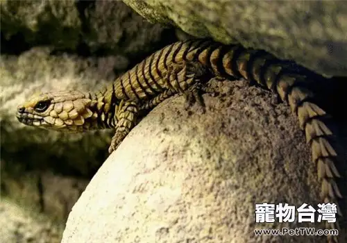 犰狳蜥的飼養知識(1圖)-寵物台灣