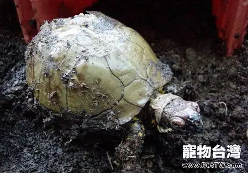 三趾箱龜的品種簡介