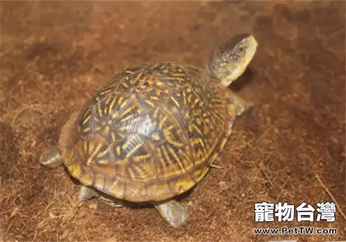 三趾箱龜的形態特徵