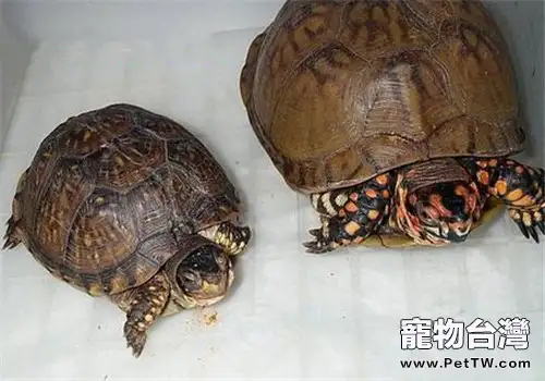 三趾箱龜的護理知識