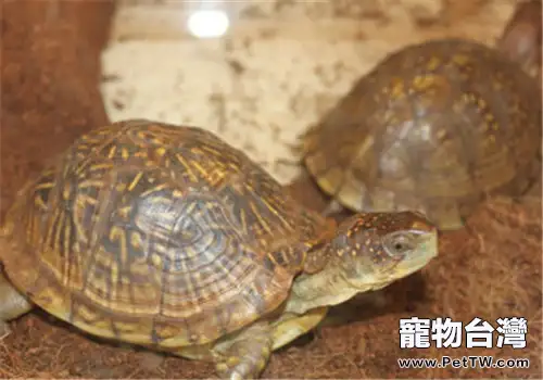 三趾箱龜的飼養要點