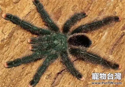千里達老虎尾的品種簡介(1圖)-寵物台灣