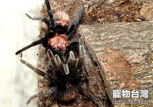 千里達老虎尾的形態特徵(1圖)-寵物台灣