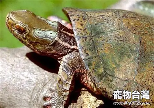 四眼斑水龜的外觀特徵