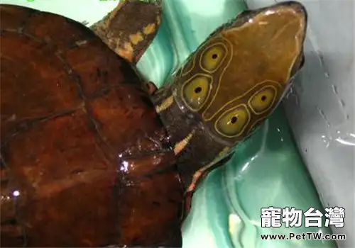 四眼斑水龜的護理知識(1圖)-寵物台灣