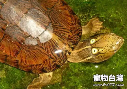 四眼斑水龜的生活環境