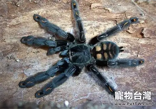 千里達老虎尾的飼養知識(1圖)-寵物台灣
