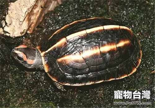 三稜黑龜的品種簡介