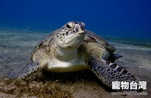收集龜卵六招(1圖)-寵物台灣