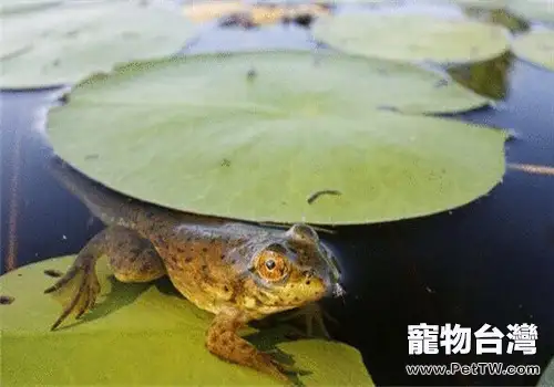 青銅蛙的品種簡介(1圖)-寵物台灣