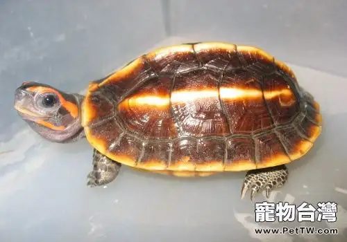 三稜黑龜的形態特徵