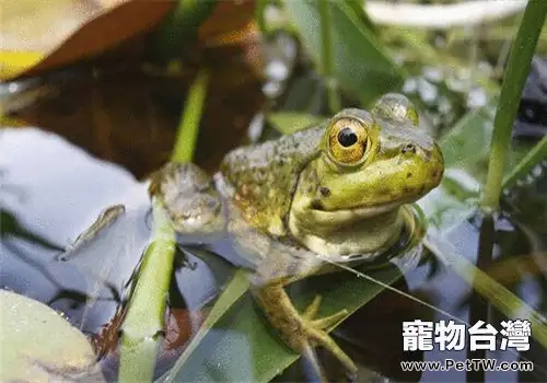 青銅蛙的形態特徵(1圖)-寵物台灣