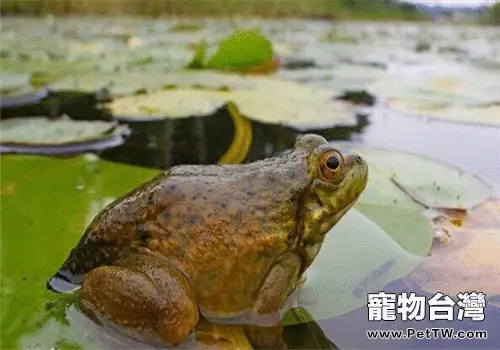 青銅蛙的生活環境