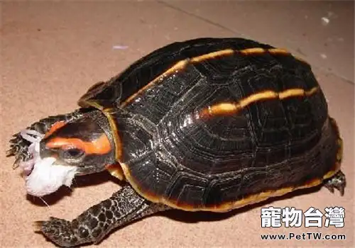 三稜黑龜的生活環境