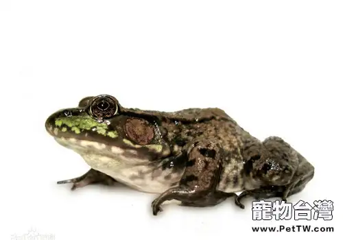 青銅蛙的飼養知識