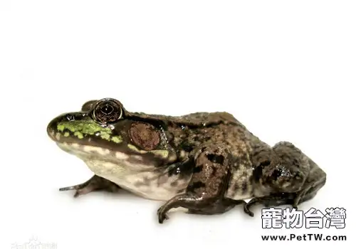 青銅蛙的飼養知識(1圖)-寵物台灣