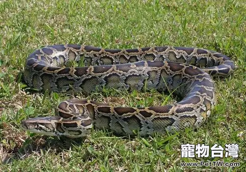 緬甸蟒的形態特徵(1圖)-寵物台灣