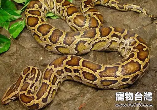 緬甸蟒護理須知(1圖)-寵物台灣