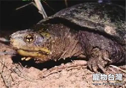 索若拉泥龜的品種簡介(1圖)-寵物台灣