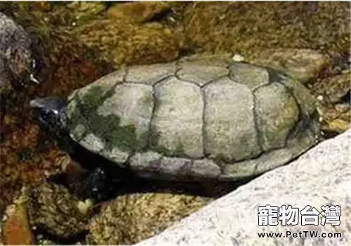 索若拉泥龜的外觀特徵