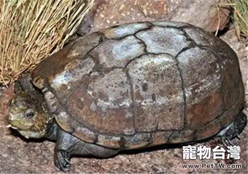 索若拉泥龜的護理知識(1圖)-寵物台灣