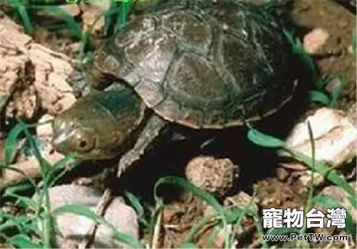 索若拉泥龜的生活環境(1圖)-寵物台灣