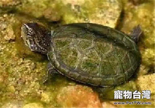 索若拉泥龜的飼養要點(1圖)-寵物台灣
