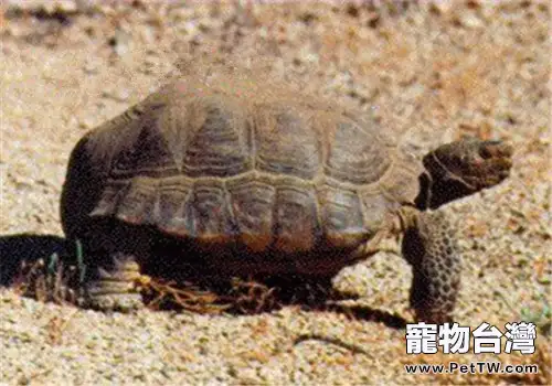 沙漠地鼠龜的外觀特徵