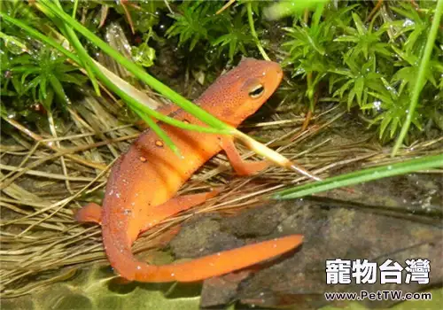 蠑螈的品種簡介(1圖)-寵物台灣