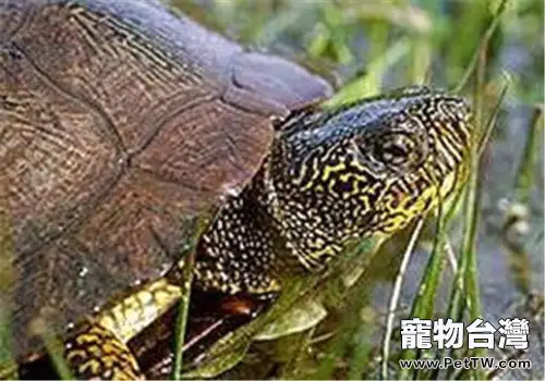 石紋水龜的品種簡介(1圖)-寵物台灣