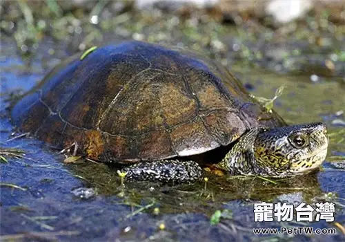 石紋水龜的外觀特徵(1圖)-寵物台灣
