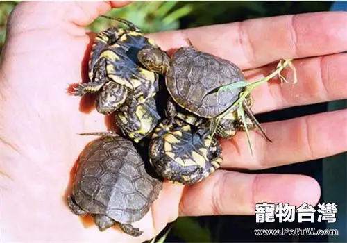 石紋水龜的護理知識(1圖)-寵物台灣