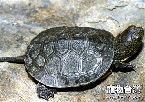 石紋水龜的生活環境