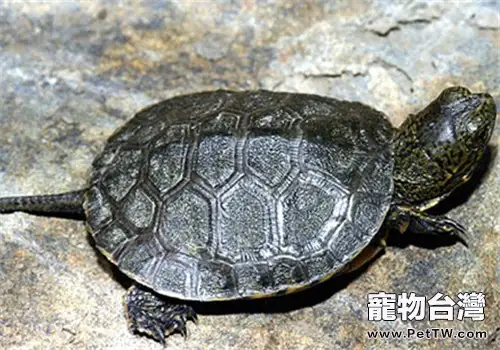 石紋水龜的生活環境(1圖)-寵物台灣