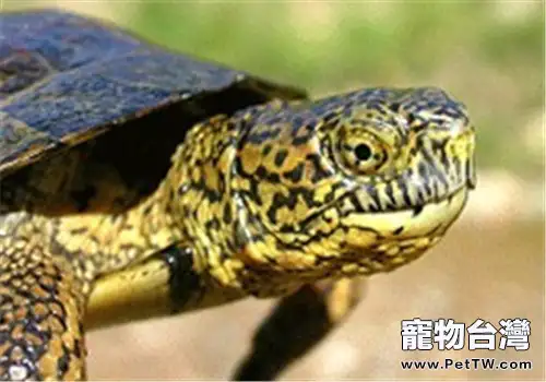 石紋水龜的飼養要點(1圖)-寵物台灣