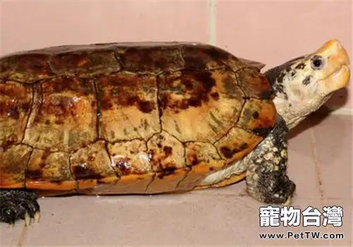 蘇拉威西白頭龜的品種簡介(1圖)-寵物台灣