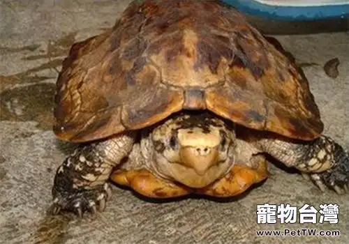 蘇拉威西白頭龜的護理知識